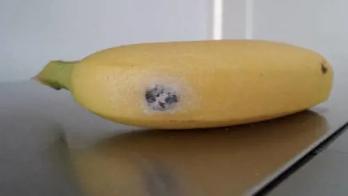 Compra un casco di banane al supermercato: trova un ragno pericoloso