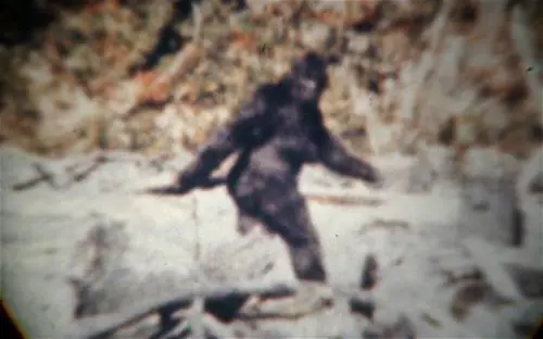 "Lo Yeti? È solo un orso": dna smonta la leggenda