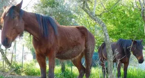 Messina, stalliere stupra ed uccide una cavalla: un video lo incastra