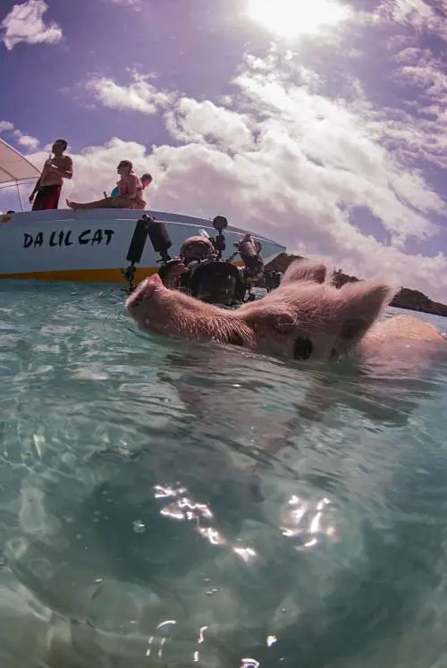 Se i maiali "colonizzano" l'isola caraibica