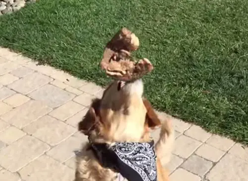 Fritz, il cane imbranato che non riesce mai ad afferrare i cibi al volo