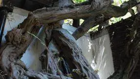 Il glicine da record che ispirò Leonardo