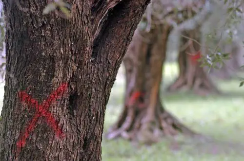 Psicosi da Xylella: la Francia blocca le importazioni ​di vegetali dal Sud Italia