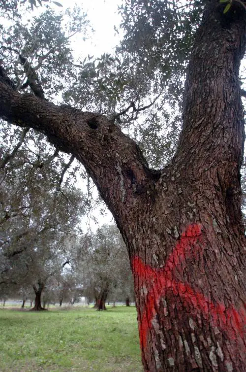 Gli ulivi salentini colpiti da Xylella