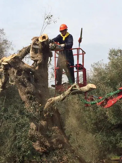 Le Iene vogliono salvare gli ulivi dalla Xylella