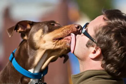 Pomiciare con i cani fa molto bene alla salute: "Meglio degli antibiotici"