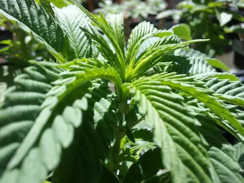 Marijuana sui fili del bucato, denunciata una casalinga: "Mio figlio fa qualche soldino"