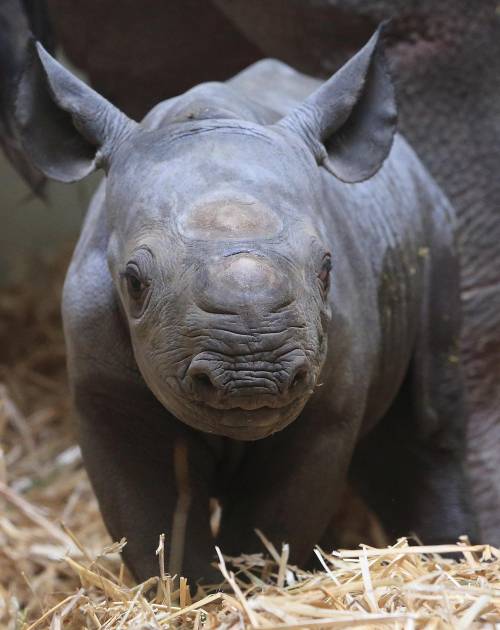 È nato un cucciolo di rinoceronte nero