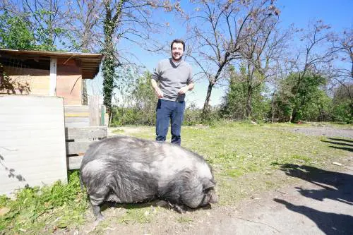 Salvini alle prese con un maiale nel campo Rom
