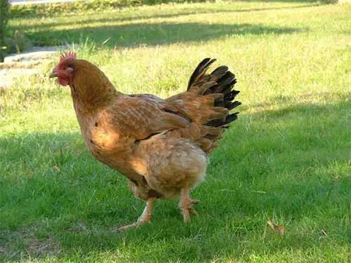 Alex, il ragazzo che fa sesso ​solamente con le galline
