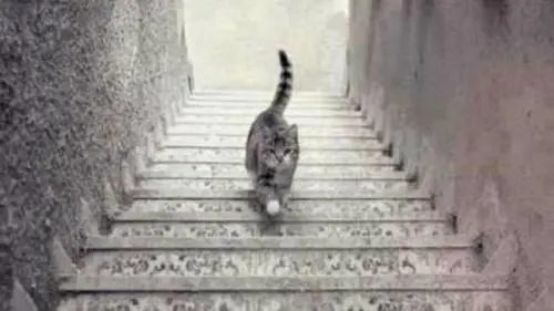 Il gatto sale o scende? L'ultima illusione ottica ​che fa impazzire il web