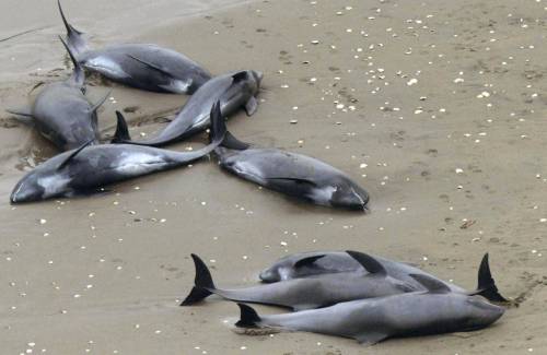 Decine di delfini spiaggiati in Giappone