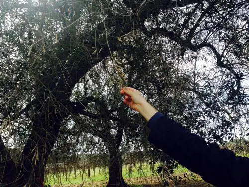 La Xylella-fobia approda in Gran Bretagna