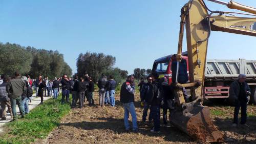 Xylella, gli ambientalisti bloccano l'eradicazione degli ulivi nel Brindisino