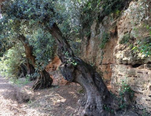 Olio Centonze di Castelvetrano: olio extravergine biologico dalla Sicilia 