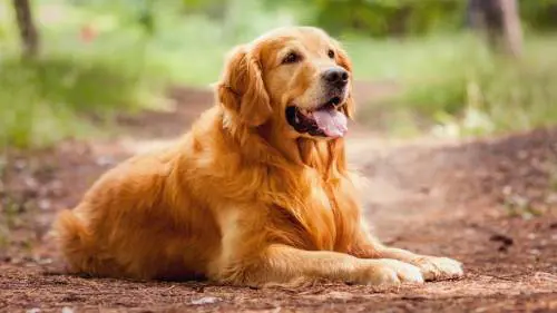 Roma, ritrovato cane bruciato con le zampe amputate 