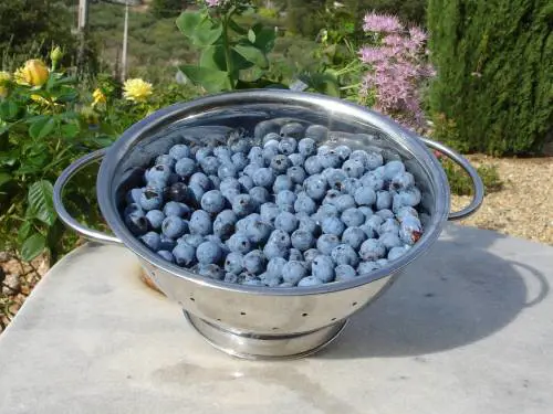 La pianta dei nonni per guarire dal cancro la trovate nel Molisee