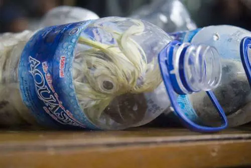 Così esportano i pappagalli dall'Indonesia