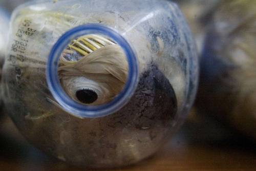Così esportano i pappagalli dall'Indonesia