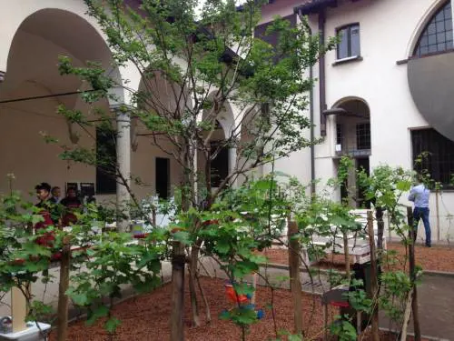 Nel centro di Milano  spuntano i vigneti: è "Milano Wine Garden"