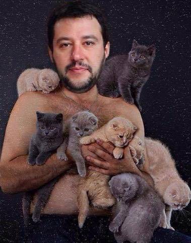 Invasione di gattini sulla bacheca di Salvini