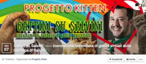 Il web si scatena: sulla pagina Facebook di Salvini l'invasione dei gattini