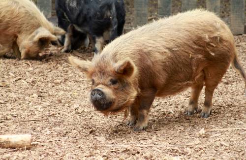 Maiale blocca il traffico: automobilista rischia di essere violentata dall'animale