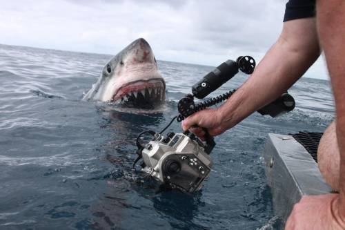 L'Australia si difende dagli squali: versa in mare 16 milioni di dollari