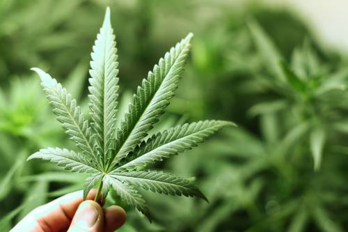 All'asta i cimeli dei Radicali: c'è anche una pianta di marijuana