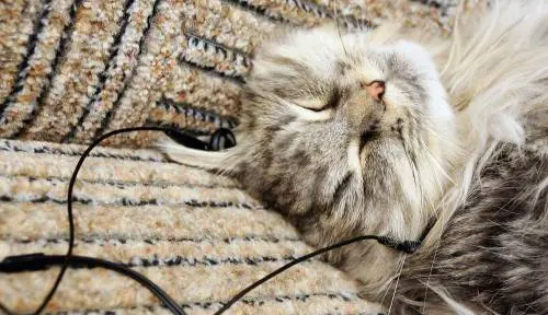 Uno scienziato ha creato un cd con brani adatti alla frequenza cardiaca felina