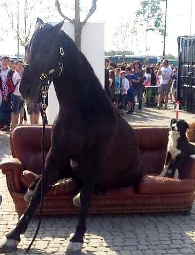 E Sala fotografa un cavallo seduto sul divano