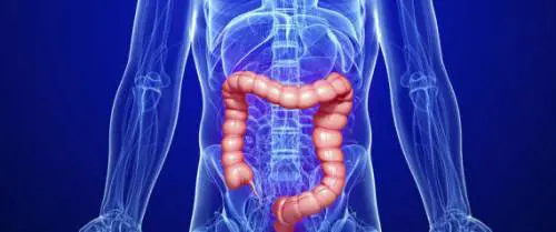 La biologa Enders: "I problemi all'intestino sono dovuti all'errata posizione sul water"