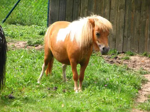 Fa sesso con un pony, contadino condannato a 18 mesi di carcere
