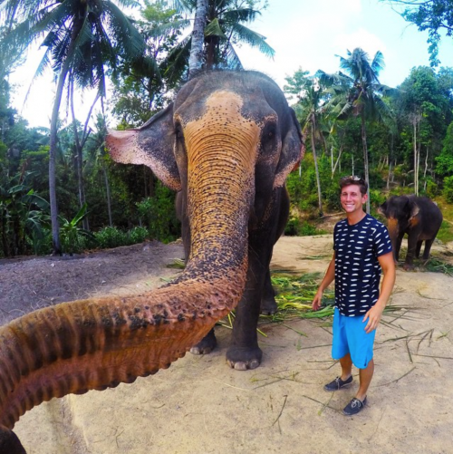 Elefante si fa un selfie