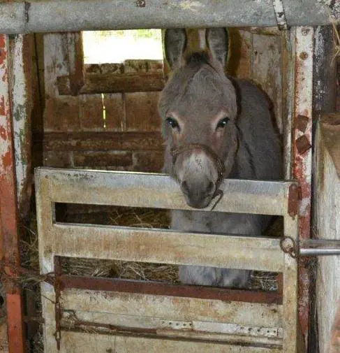 Pony e asini salvati con il progetto Islander