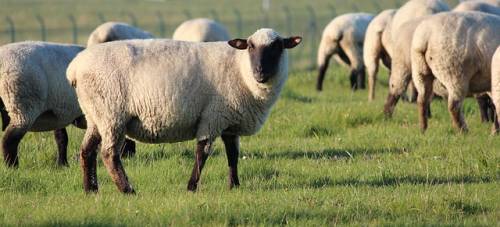 Vietato bestemmiare di fronte alle pecore