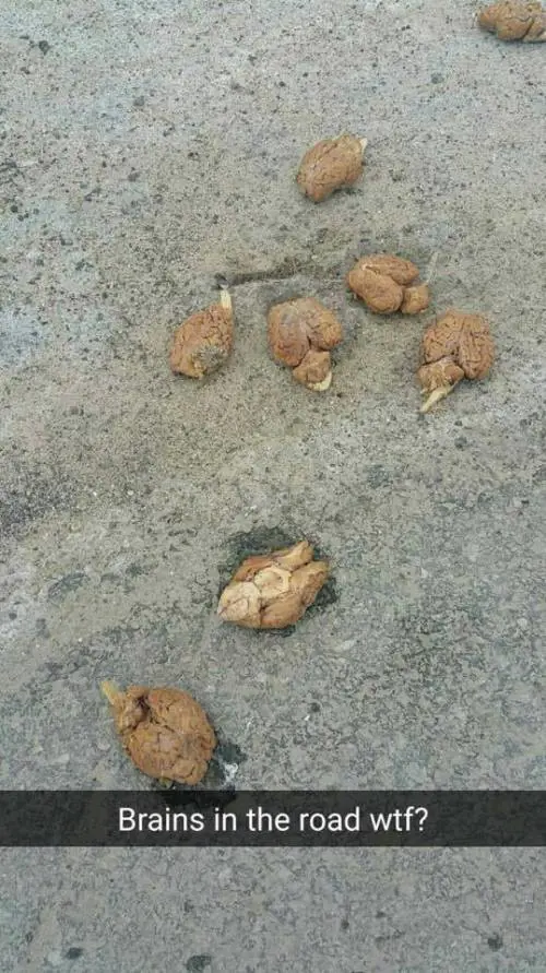 9 cervelli trovati per strada