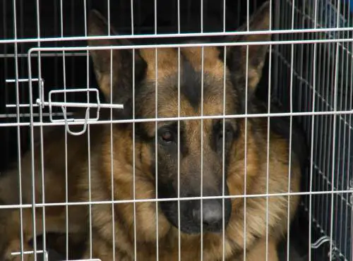 Muore a due anni azzannata alla testa dal pastore tedesco