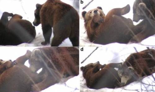 Il sesso orale tra orsi bruni gay: anche 28 volte al giorno