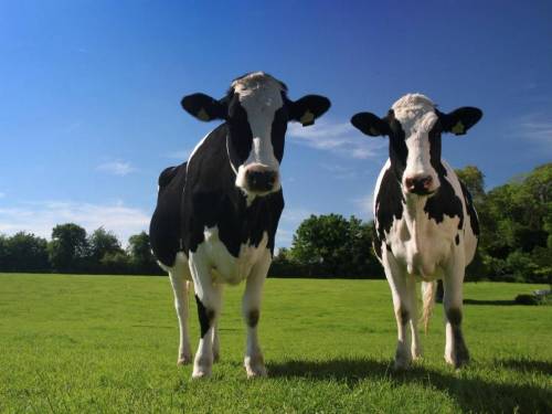 Caldo, anche le mucche soffrono: meno 10% di latte prodotto
