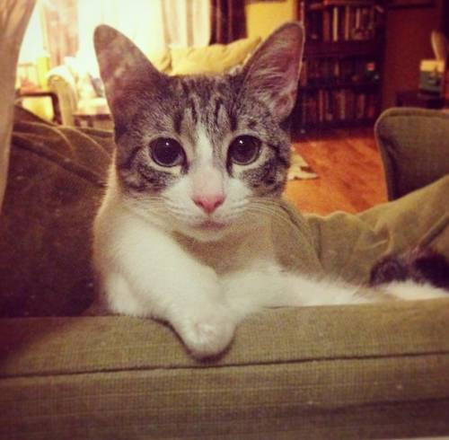 Roux, la gatta nata con due zampe star di Instagram