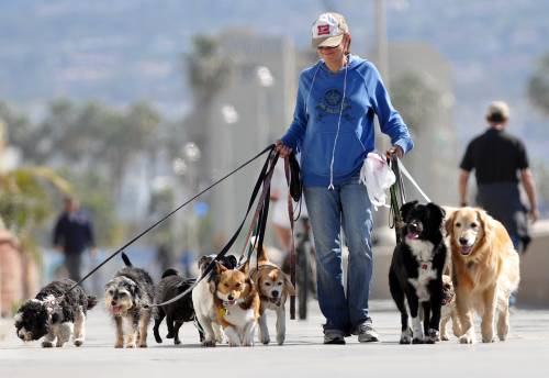 "Wag!", Fido va a spasso con un clic