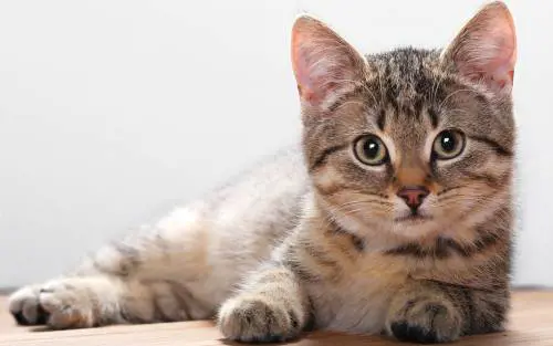 Il gatto le lecca l'occhio: pochi giorni dopo, il terribile dramma