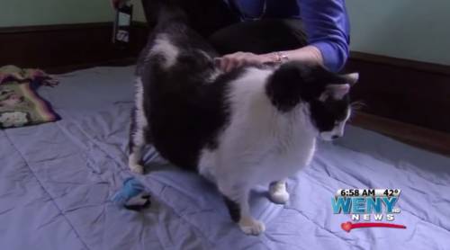 Ecco il gatto più pesante d'America: ha 4 anni, pesa 16 chili
