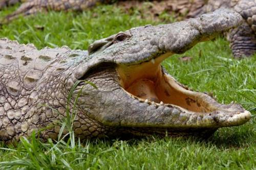 Coccodrillo mangia madre e bimbo di 5 mesi