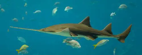 Niente sesso per il pesce sega