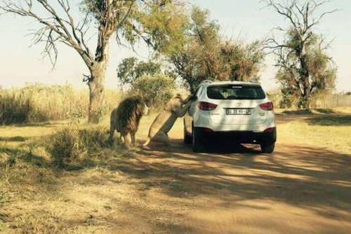 Katherine Chappell morta sbranata da un leone a Johannesburg