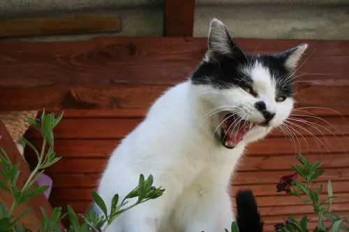 Messo alla porta dal proprio gatto