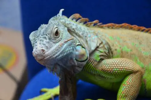 Pensava di aver intasato il WC: ragazza scopre iguana nello scarico