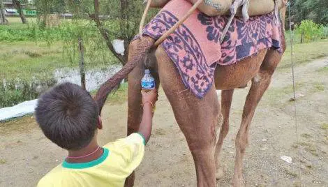 Mers, il consiglio dell'Oms: "Non bevete pipì di cammello"